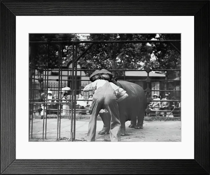 Framed Print : Central Park - man with head in hippo's mouth, between c1910 and c1915. Creator: Bain News Service Framed Print : Central Park - man with head in hippo's mouth, between c1910 and c1915. Creator: Bain News Service