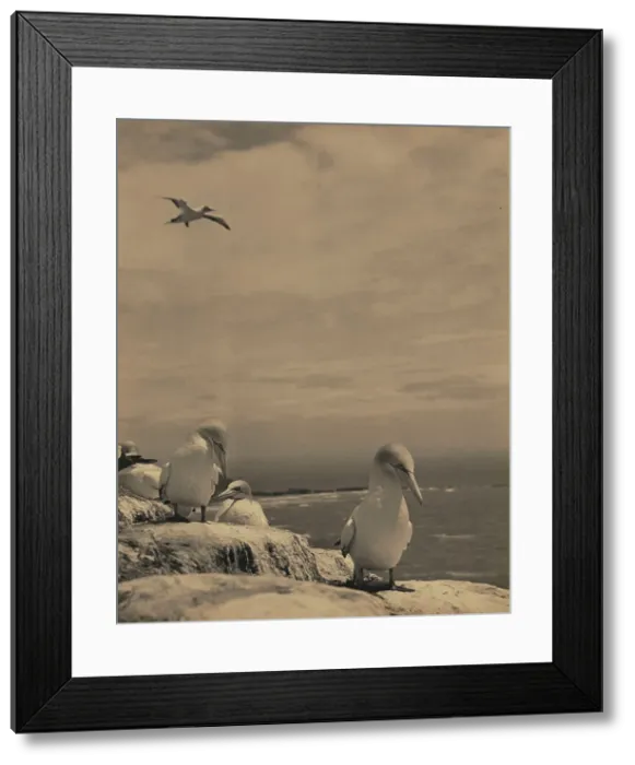 Framed Print : Gannets, c1939. Creator: Thelma Kent Framed Print : Gannets, c1939. Creator: Thelma Kent