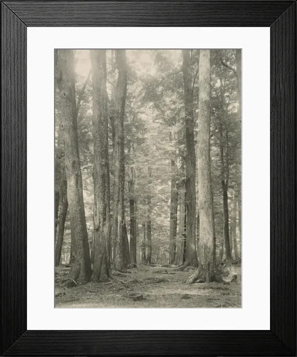 Framed Print : In the Birch forest, Paradise, Lake Wakatipu, c1924. Creator: Eunice Harriett Garlick Framed Print : In the Birch forest, Paradise, Lake Wakatipu, c1924. Creator: Eunice Harriett Garlick