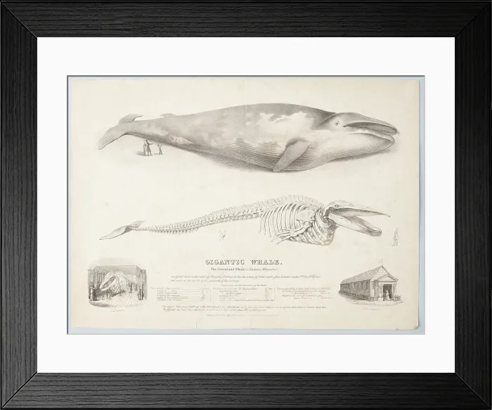 Framed Print : Gigantic Whale: The Greenland Whale (or Baloena Musculus), 1832. Creator: George Scharf Framed Print : Gigantic Whale: The Greenland Whale (or Baloena Musculus), 1832. Creator: George Scharf