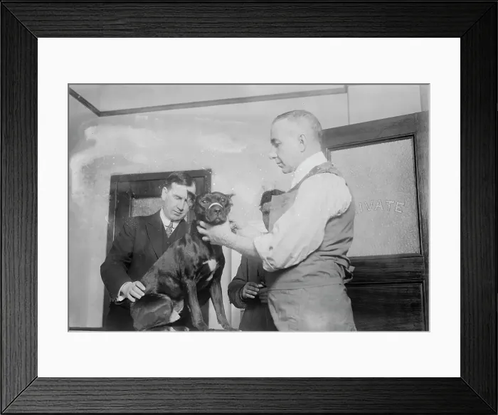 Framed Print : 1st patient, Dog Hospital, N.Y. City, 1914. Creator: Bain News Service Framed Print : 1st patient, Dog Hospital, N.Y. City, 1914. Creator: Bain News Service