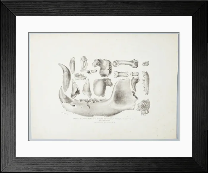 Framed Print : Teeth and Bones Found in Kent's Hold, Near Torquay, Devon, 1824 (Natural size), 1825. Creator: Mary Morland Framed Print : Teeth and Bones Found in Kent's Hold, Near Torquay, Devon, 1824 (Natural size), 1825. Creator: Mary Morland
