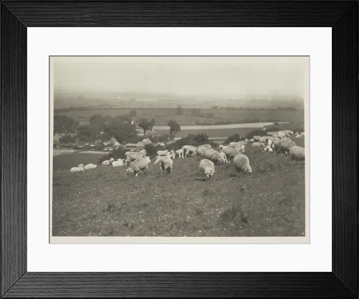 Framed Print : Sheep on hillside. From the album: Photograph album - England, 1920s. Creator: Harry Moult Framed Print : Sheep on hillside. From the album: Photograph album - England, 1920s. Creator: Harry Moult