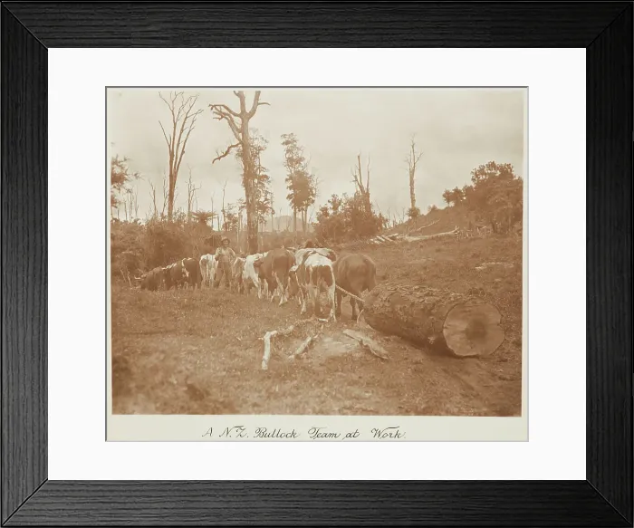 Framed Print : A N.Z. bullock team at work. From the album: Record Pictures of New Zealand, 1920s. Creator: Harry Moult Framed Print : A N.Z. bullock team at work. From the album: Record Pictures of New Zealand, 1920s. Creator: Harry Moult
