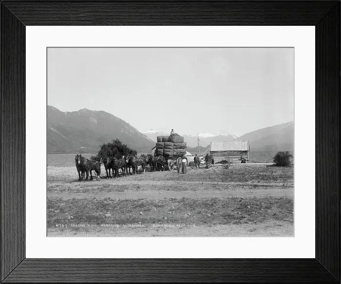 Framed Print : Loading wool, Pembroke, Lake Wanaka, New Zealand. Creator: Muir & Moodie Framed Print : Loading wool, Pembroke, Lake Wanaka, New Zealand. Creator: Muir & Moodie