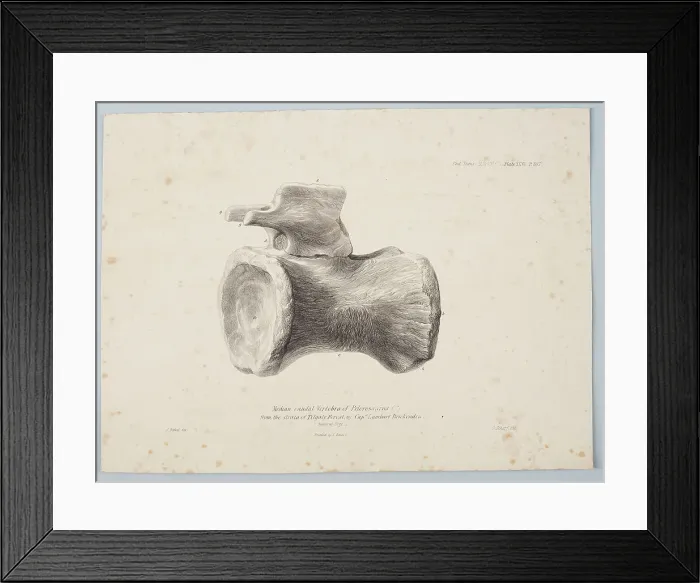 Framed Print : Median Caudal Vertebra of Pelorosaurus [?] from the strata of Tilgate Forest... 1801. Creator: George Scharf