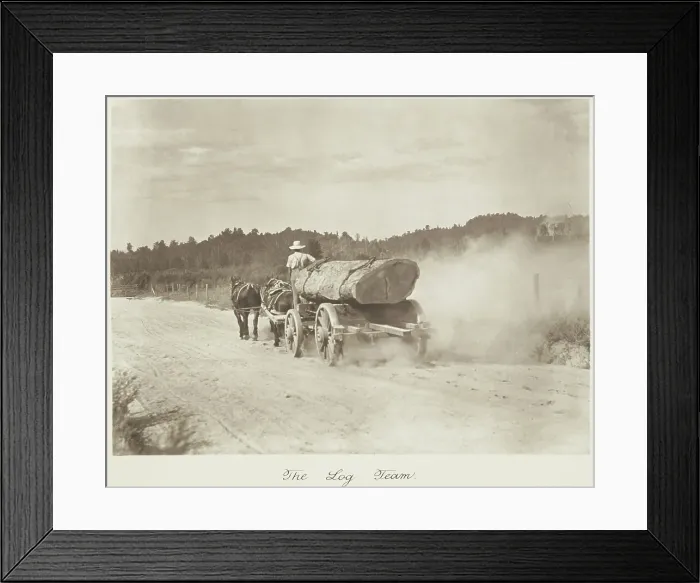 Framed Print : The log team. From the album: Camera Pictures of New Zealand, 1920s. Creator: Harry Moult Framed Print : The log team. From the album: Camera Pictures of New Zealand, 1920s. Creator: Harry Moult