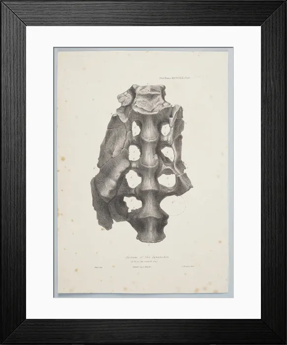 Framed Print : Sacrum of the Iguanodon, 1849. Creator: Joseph Dinkel Framed Print : Sacrum of the Iguanodon, 1849. Creator: Joseph Dinkel