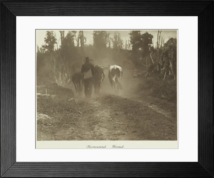 Framed Print : Homeward bound. From the album: Camera Pictures of New Zealand, 1920s. Creator: Harry Moult Framed Print : Homeward bound. From the album: Camera Pictures of New Zealand, 1920s. Creator: Harry Moult