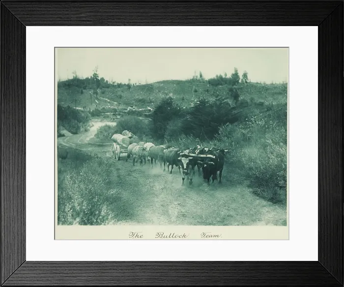 Framed Print : The bullock team. From the album: Camera Pictures of New Zealand, 1920s. Creator: Harry Moult Framed Print : The bullock team. From the album: Camera Pictures of New Zealand, 1920s. Creator: Harry Moult
