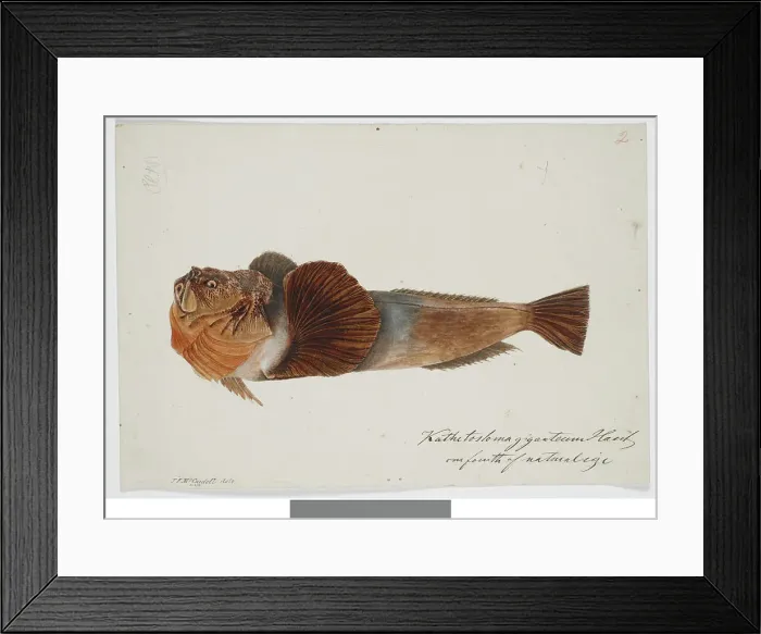 Framed Print : Kathetostoma Giganteum Haast one fourth of natural size, 1872. Creator: James Francis McCardell Framed Print : Kathetostoma Giganteum Haast one fourth of natural size, 1872. Creator: James Francis McCardell