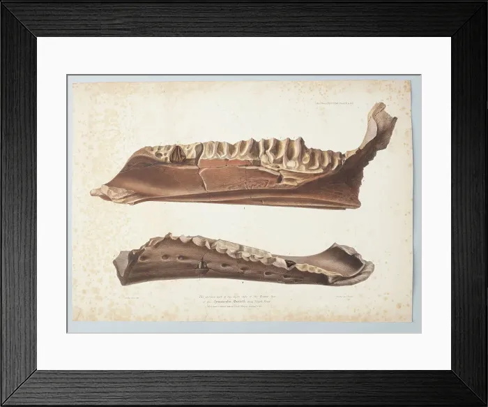 Framed Print : The anterior part of the right side of the Lower Jaw of the Iguanodon Mantelli from Tilgate... 1848 Creator: Joseph Dinkel Framed Print : The anterior part of the right side of the Lower Jaw of the Iguanodon Mantelli from Tilgate... 1848 Creator: Joseph Dinkel