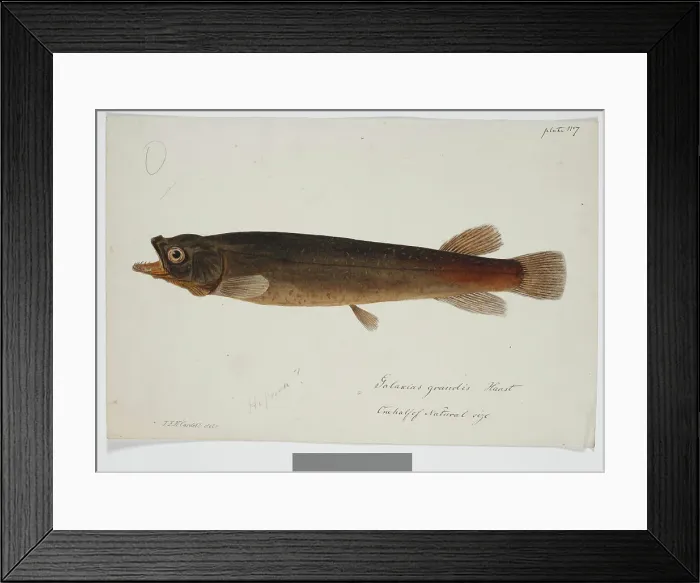 Framed Print : Galaxias grandis, Haast, 1872. Creator: James Francis McCardell Framed Print : Galaxias grandis, Haast, 1872. Creator: James Francis McCardell