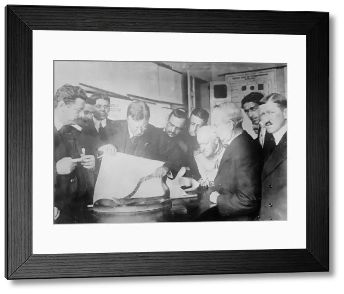 Framed Print : Roosevelt watching snake fight, Sao Paolo, between c1910 and c1915. Creator: Bain News Service Framed Print : Roosevelt watching snake fight, Sao Paolo, between c1910 and c1915. Creator: Bain News Service