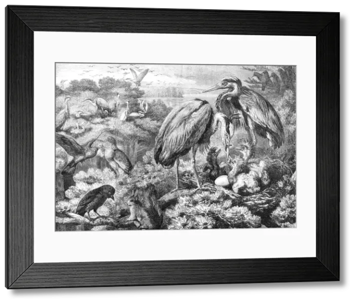 Framed Print : The Heronry at Didlington Park, Norfolk, 1868. Creator: Unknown Framed Print : The Heronry at Didlington Park, Norfolk, 1868. Creator: Unknown