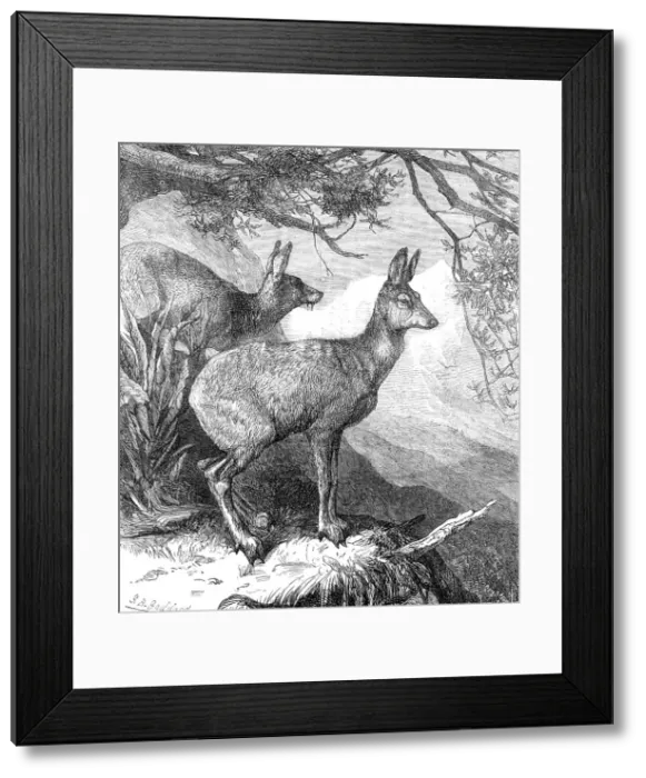 Framed Print : The Musk Deer at the Zoological Society's Gardens, 1869. Creator: Unknown Framed Print : The Musk Deer at the Zoological Society's Gardens, 1869. Creator: Unknown