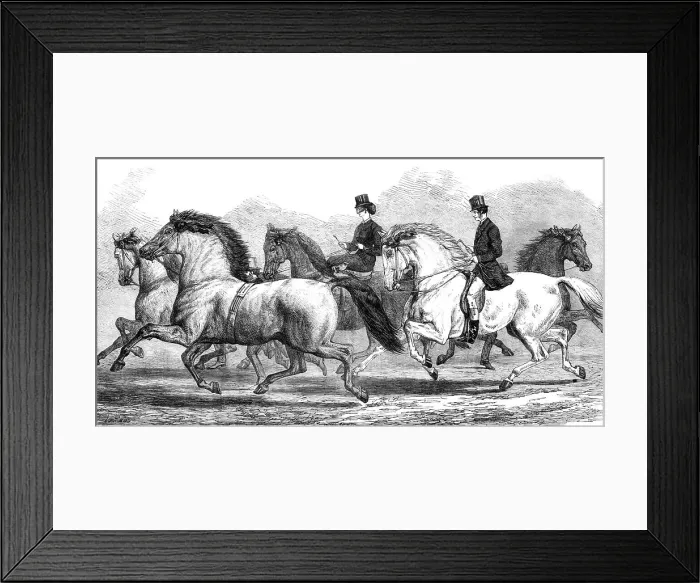 Framed Print : The Horse-Show at the Agricultural Hall Islington: parade of prize horses... 1868. Creator: Unknown Framed Print : The Horse-Show at the Agricultural Hall Islington: parade of prize horses... 1868. Creator: Unknown