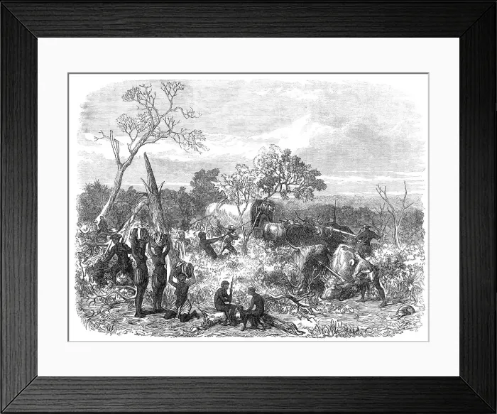 Framed Print : Travelling in Africa: cutting a road for the waggons, 1868. Creator: Unknown Framed Print : Travelling in Africa: cutting a road for the waggons, 1868. Creator: Unknown