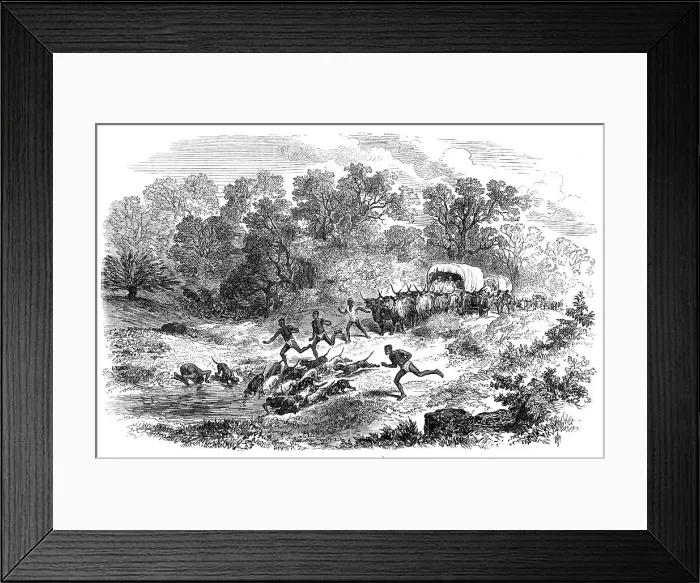 Framed Print : Travelling in Africa: the rain-pool by the way, 1869. Creator: Unknown Framed Print : Travelling in Africa: the rain-pool by the way, 1869. Creator: Unknown