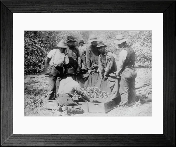 Framed Print : Japanese on fruit farm, California, between c1910 and c1915. Creator: Bain News Service Framed Print : Japanese on fruit farm, California, between c1910 and c1915. Creator: Bain News Service