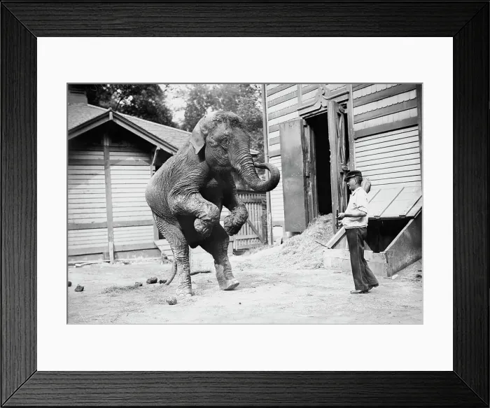 Framed Print : Hattie the elephant and Bill Snyder, between c1910 and c1915. Creator: Bain News Service Framed Print : Hattie the elephant and Bill Snyder, between c1910 and c1915. Creator: Bain News Service