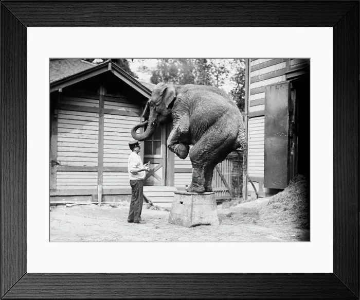 Framed Print : Hattie the elephant and Bill Snyder, between c1910 and c1915. Creator: Bain News Service Framed Print : Hattie the elephant and Bill Snyder, between c1910 and c1915. Creator: Bain News Service
