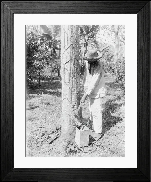 Framed Print : Tapping Rubber Tree with machete (Old Way), between c1915 and c1920. Creator: Bain News Service Framed Print : Tapping Rubber Tree with machete (Old Way), between c1915 and c1920. Creator: Bain News Service