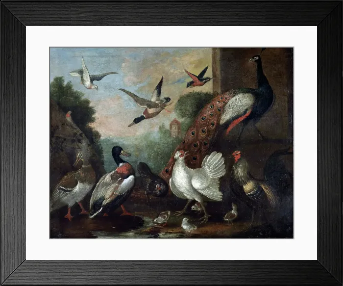 Framed Print : The birds, 17th century. Creator: Melchior d'Hondecoeter Framed Print : The birds, 17th century. Creator: Melchior d'Hondecoeter