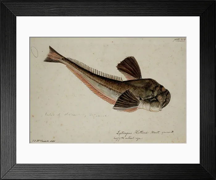 Framed Print : Leptoscopus huttonii, Haast specimen B, 1872. Creator: James Francis McCardell Framed Print : Leptoscopus huttonii, Haast specimen B, 1872. Creator: James Francis McCardell