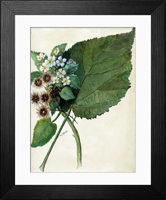 Framed Print : Whau. Hauma. Entelea arborescens, (c1920s). Creator: Fanny Richardson Framed Print : Whau. Hauma. Entelea arborescens, (c1920s). Creator: Fanny Richardson