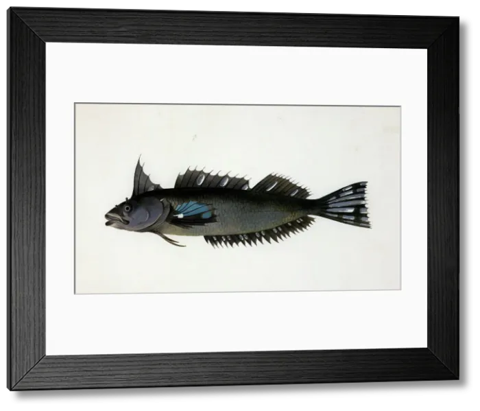 Framed Print : A fish from New Zealand, c1777. Creator: Johann Georg Forster Framed Print : A fish from New Zealand, c1777. Creator: Johann Georg Forster
