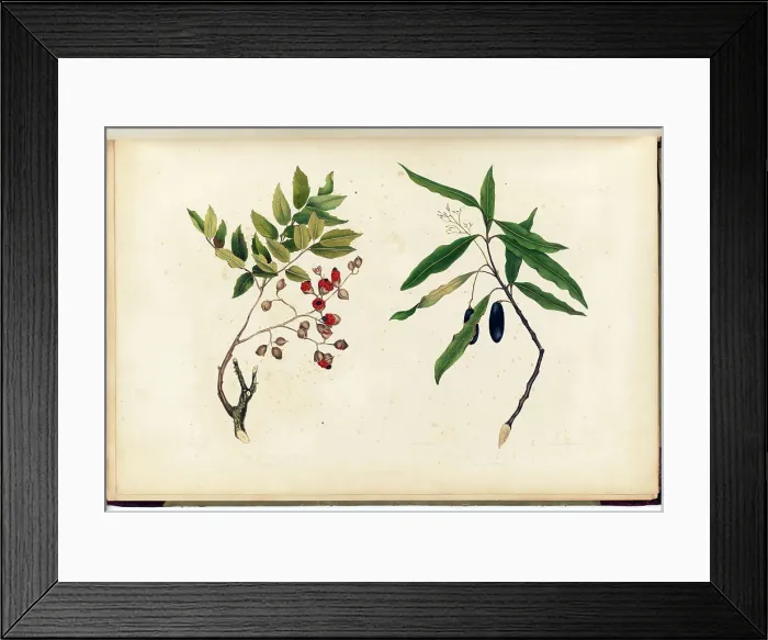 Framed Print : The Titoki. A Forest-Tree / The Taua. A Large Forest-Tree Plate 13... 1842. Creator: Martha King Framed Print : The Titoki. A Forest-Tree / The Taua. A Large Forest-Tree Plate 13... 1842. Creator: Martha King