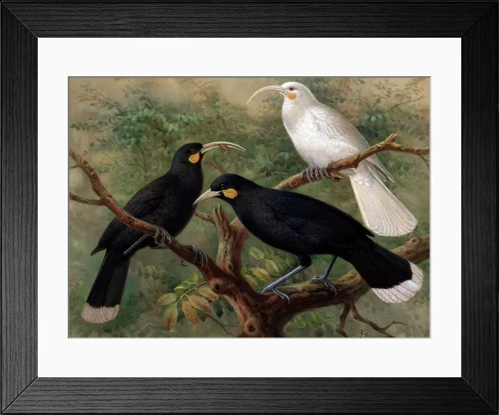 Framed Print : Three huia (Heteralocha acutirostris), c1900. Creator: Johannes Keulemans Framed Print : Three huia (Heteralocha acutirostris), c1900. Creator: Johannes Keulemans