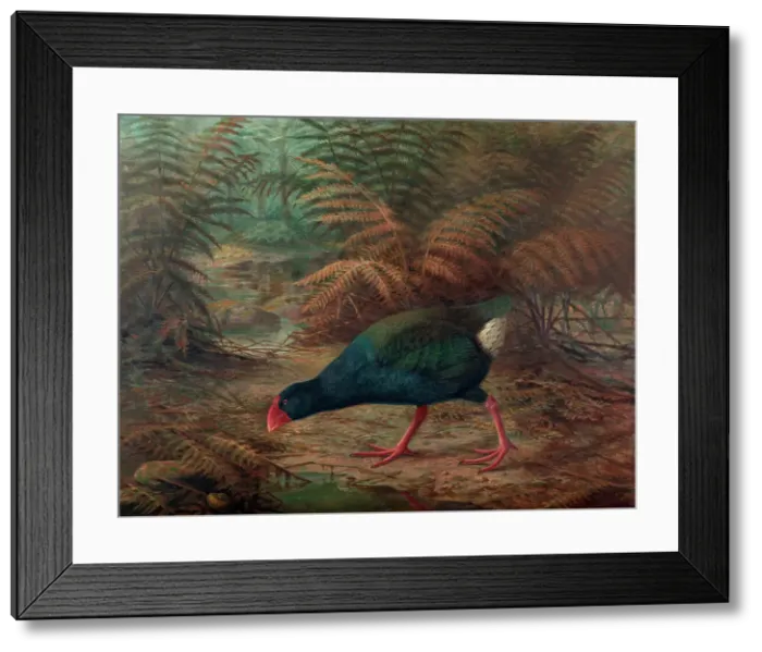 Framed Print : A moho takahe (Notornis mantelli), 1902. Creator: Johannes Keulemans Framed Print : A moho takahe (Notornis mantelli), 1902. Creator: Johannes Keulemans