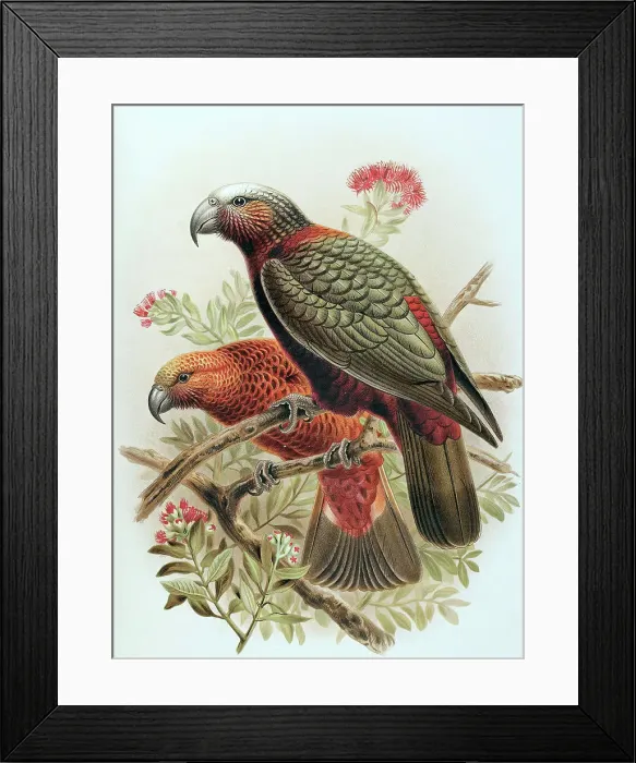 Framed Print : Kaka parrot and variety Kaka-kura. Nestor Meridionalis. (one-half natural size), 1888. Creator: Johannes Keulemans Framed Print : Kaka parrot and variety Kaka-kura. Nestor Meridionalis. (one-half natural size), 1888. Creator: Johannes Keulemans