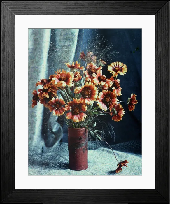 Framed Print : Gaillardias, 1918. Creator: Robert Walrond Framed Print : Gaillardias, 1918. Creator: Robert Walrond