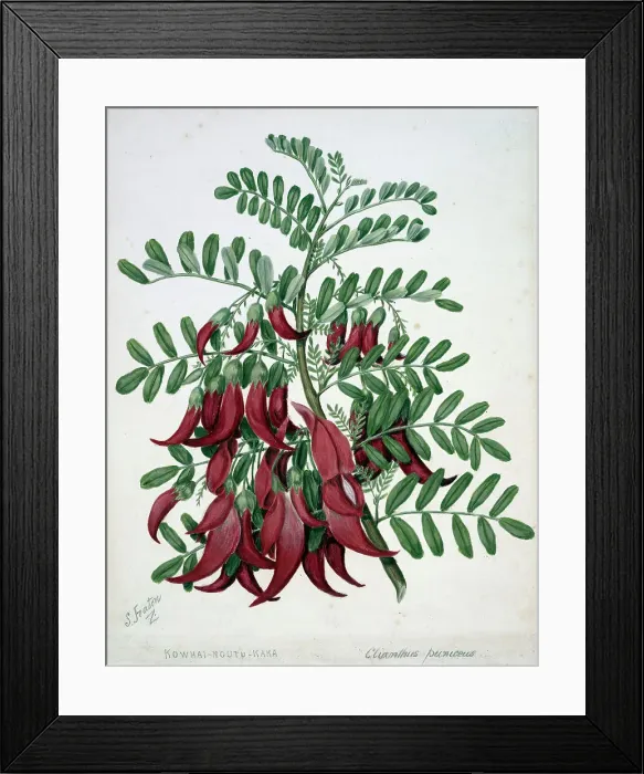 Framed Print : Kowhai-ngutu-kaka. Clianthus puniceus, c1885. Creator: Sarah Featon Framed Print : Kowhai-ngutu-kaka. Clianthus puniceus, c1885. Creator: Sarah Featon