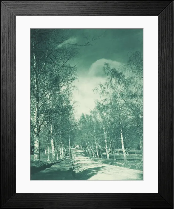 Framed Print : Beeches and birches, Rotorua. From the album: Camera pictures of New Zealand, 1920s. Creator: Harry Moult Framed Print : Beeches and birches, Rotorua. From the album: Camera pictures of New Zealand, 1920s. Creator: Harry Moult