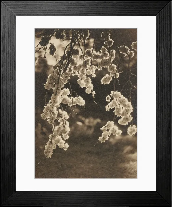 Framed Print : Elm blossom, c1930s. Creator: Henry Edward Gaze Framed Print : Elm blossom, c1930s. Creator: Henry Edward Gaze