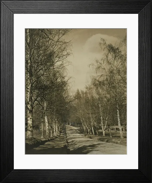 Framed Print : Beeches and birches, 1920s. Creator: Harry Moult Framed Print : Beeches and birches, 1920s. Creator: Harry Moult