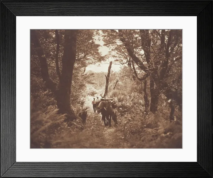 Framed Print : On Milford track. From the album: Camera Pictures of New Zealand, 1920s. Creator: Harry Moult Framed Print : On Milford track. From the album: Camera Pictures of New Zealand, 1920s. Creator: Harry Moult