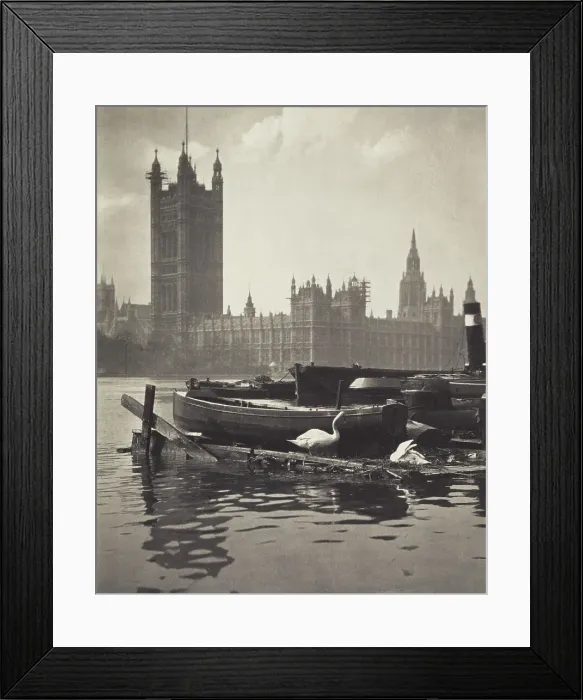 Framed Print : Swans of the Thames. From the album: Photograph album - London. Creator: Harry Moult Framed Print : Swans of the Thames. From the album: Photograph album - London. Creator: Harry Moult