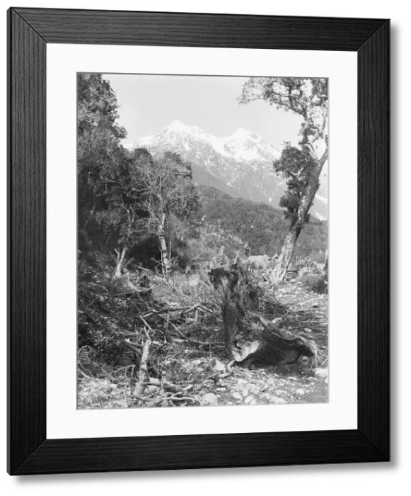 Framed Print : Near accommodation house, Otira, West Coast Road, c.1880. Creator: Burton Brothers