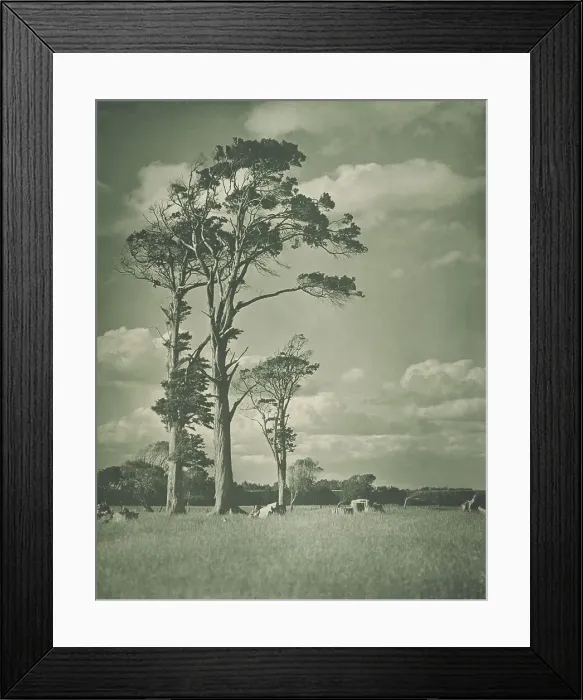 Framed Print : Native rimu, 1920s. Creator: Harry Moult Framed Print : Native rimu, 1920s. Creator: Harry Moult