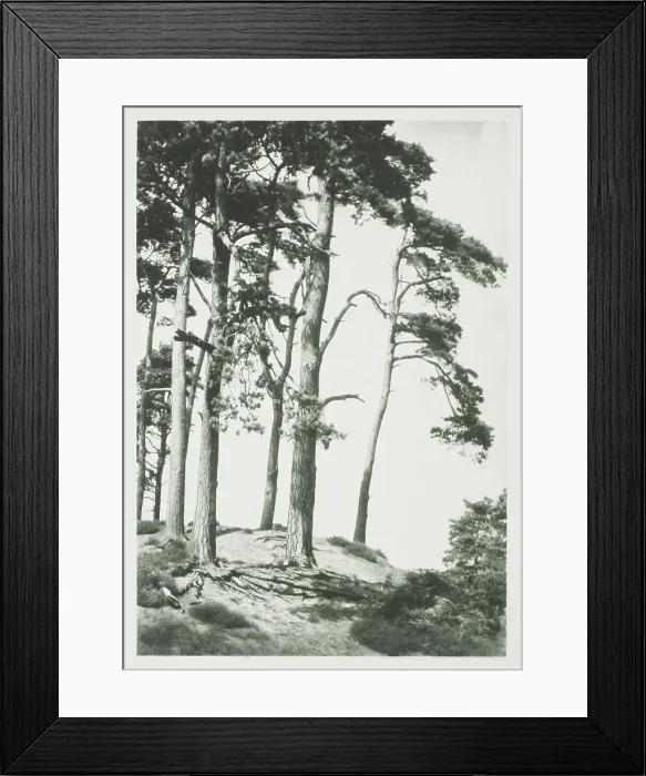 Framed Print : [Trees on hilltop]. From the album: Photograph album - England, 1920s. Creator: Harry Moult