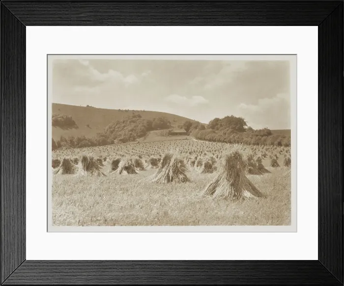 Framed Print : [Wheat]. From the album: Photograph album - England, 1920s. Creator: Harry Moult