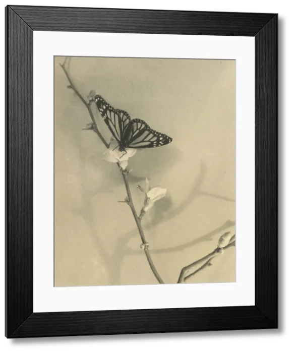Framed Print : Seeker of nectar, 1940. Creator: Thelma Kent Framed Print : Seeker of nectar, 1940. Creator: Thelma Kent