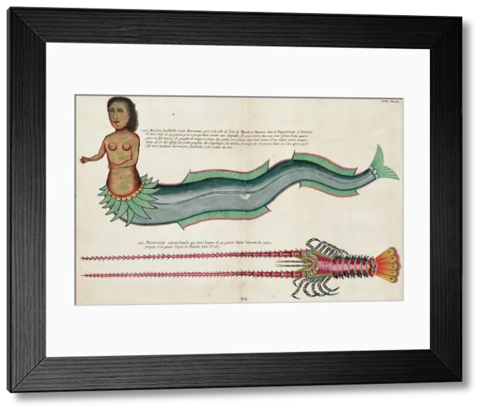 Framed Print : Mermaid. Illustration in Poissons Ecrevisses et Crabes... by Louis Renard, 1719. Creator: Fallours; Samuel (active 1700-1720) Framed Print : Mermaid. Illustration in Poissons Ecrevisses et Crabes... by Louis Renard, 1719. Creator: Fallours; Samuel (active 1700-1720)