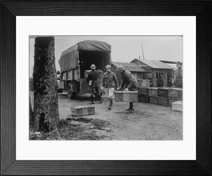 Framed Print : Belgian Army pigeons, between c1915 and c1920. Creator: Bain News Service Framed Print : Belgian Army pigeons, between c1915 and c1920. Creator: Bain News Service