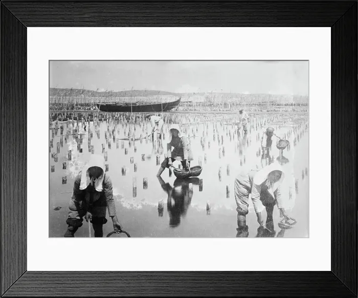Framed Print : Belgian women in oyster beds, between c1910 and c1915. Creator: Bain News Service Framed Print : Belgian women in oyster beds, between c1910 and c1915. Creator: Bain News Service